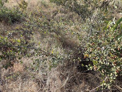 Combretum hereroense, photographed by Mahomed Desai
