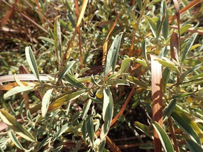 Hermannia lancifolia, photographed by Mahomed Desai