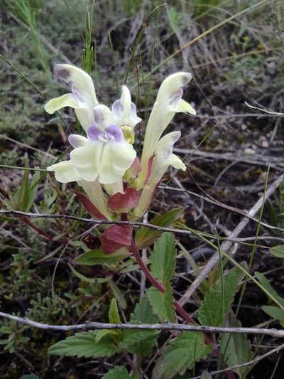 Scutellaria supina, photographed by Dmitry Lyskov