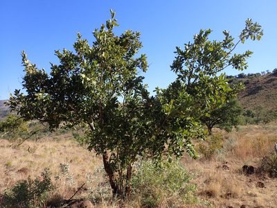 Combretum zeyheri, photographed by Mahomed Desai