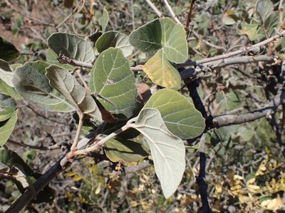 Rhoicissus sekhukhuniensis, photographed by Mahomed Desai