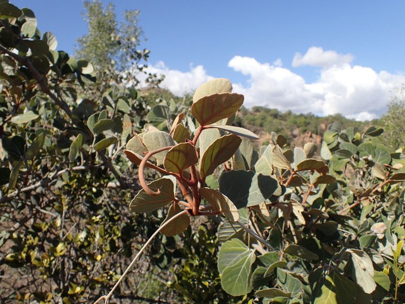 Rhoicissus sekhukhuniensis, photographed by Mahomed Desai