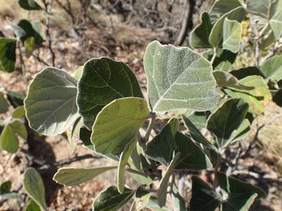 Rhoicissus sekhukhuniensis, photographed by Mahomed Desai