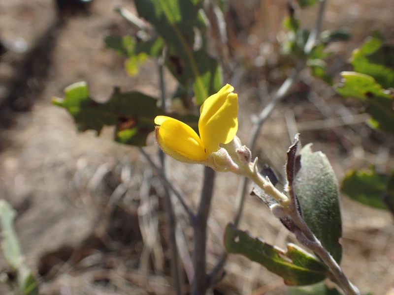Argyrolobium wilmsii, photographed by Mahomed Desai