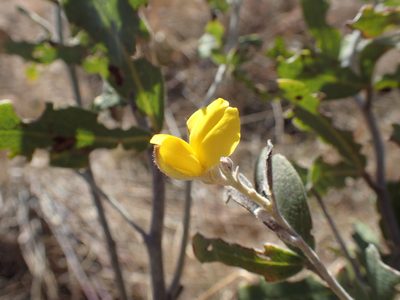 Argyrolobium wilmsii, photographed by Mahomed Desai