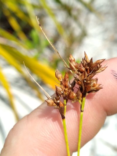 Rhynchospora intermedia, photographed by Scott Ward