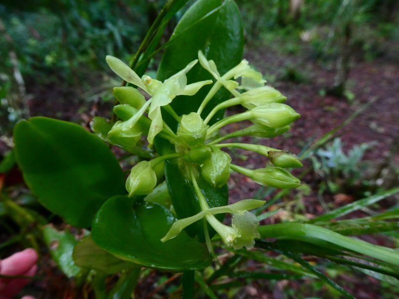 Epidendrum chlorocorymbos, photographed by kfa