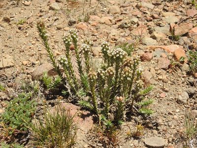 Nassauvia pyramidalis, photographed by Guillermo Debandi