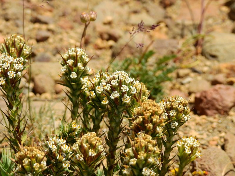 Nassauvia pyramidalis, photographed by Guillermo Debandi