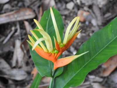 Heliconia aurantiaca, photographed by amantedarmanin
