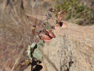 Sphedamnocarpus pruriens, photographed by Mahomed Desai
