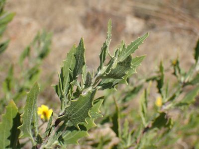 Tripteris auriculata, photographed by Mahomed Desai