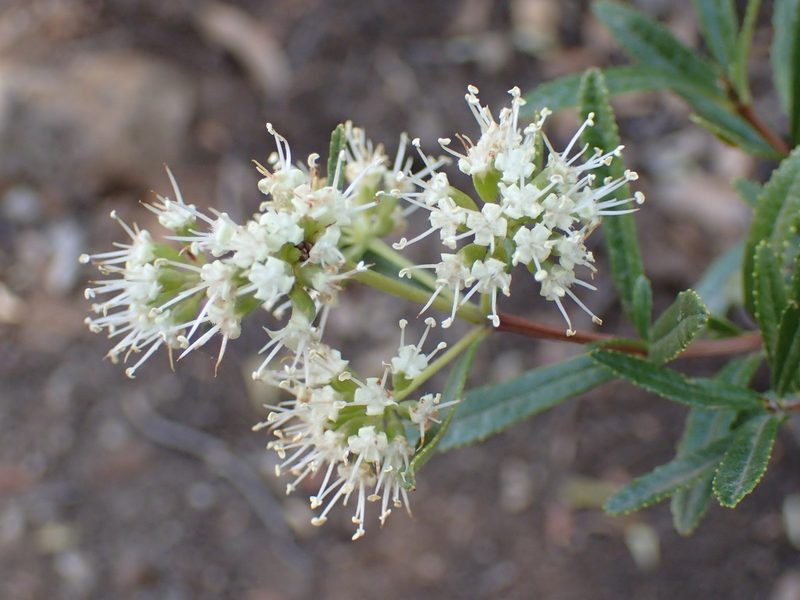 Nuxia gracilis, photographed by Mahomed Desai