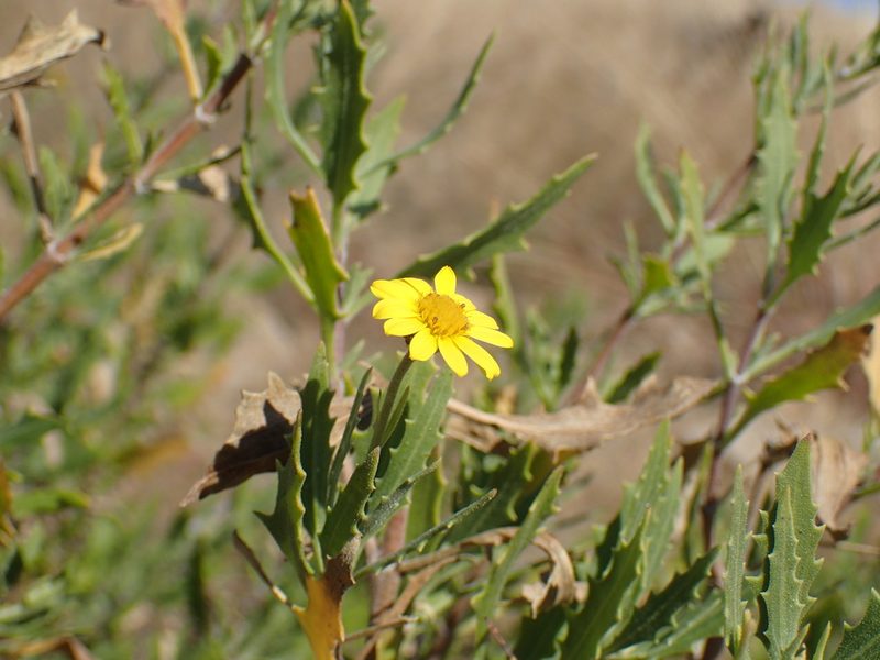 Tripteris auriculata, photographed by Mahomed Desai