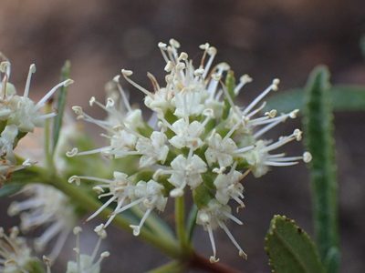 Nuxia gracilis, photographed by Mahomed Desai