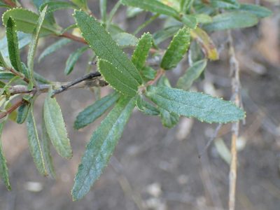 Nuxia gracilis, photographed by Mahomed Desai