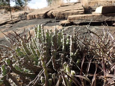 Euphorbia schinzii, photographed by Mahomed Desai