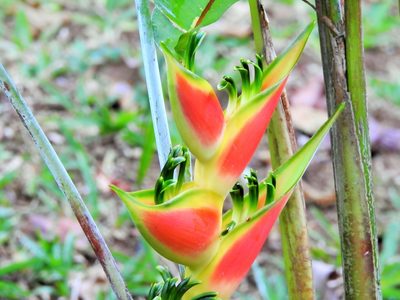 Heliconia wagneriana, photographed by amantedarmanin
