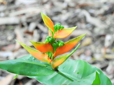 Heliconia aurantiaca, photographed by amantedarmanin