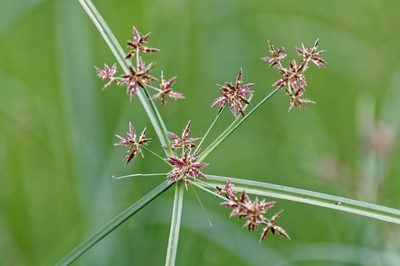 Cyperus longus, photographed by Donald Davesne