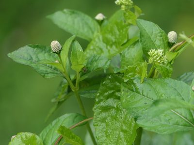 Acmella radicans, photographed by Dinesh Valke