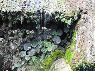Begonia nelumbiifolia, photographed by amantedarmanin