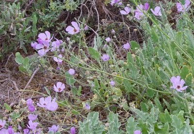 Cristaria glaucophylla, photographed by Ben Lyle Bedard