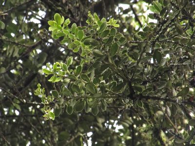Ilex microphylla, photographed by Nicolás Baresch Uribe