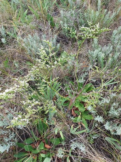 Goniolimon elatum, photographed by Анна Митрошенкова