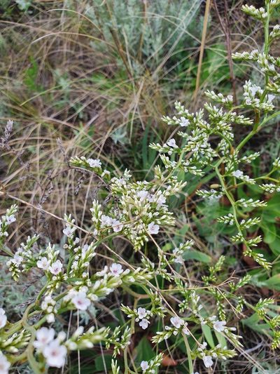 Goniolimon elatum, photographed by Анна Митрошенкова