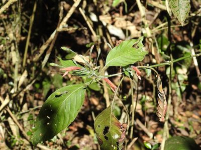 Dicliptera sciadephora, photographed by Neptalí Ramírez Marcial