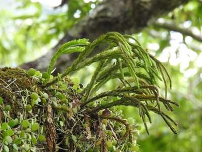Phlegmariurus fordii, photographed by Jacy Chen
