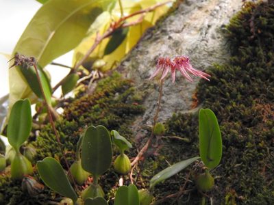 Bulbophyllum melanoglossum, photographed by Jacy Chen