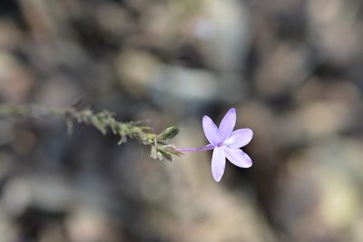 Pseuderanthemum alatum, photographed by Neptalí Ramírez Marcial