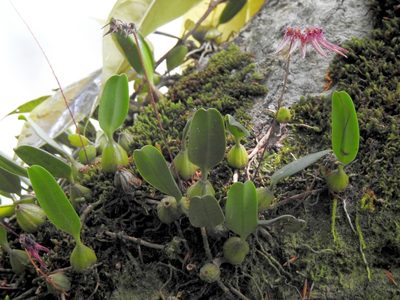 Bulbophyllum melanoglossum, photographed by Jacy Chen