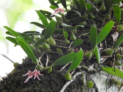 Bulbophyllum melanoglossum, photographed by Jacy Chen