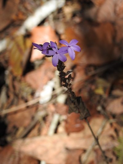 Pseuderanthemum alatum, photographed by Neptalí Ramírez Marcial
