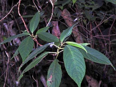 Hydrangea longifolia, photographed by Jacy Chen