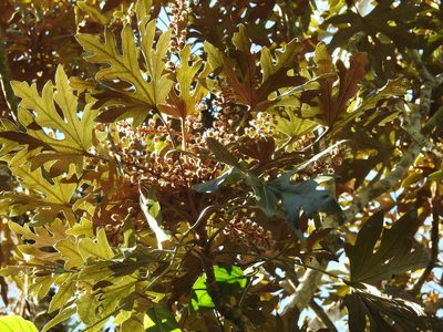 Oreopanax geminatus, photographed by Neptalí Ramírez Marcial