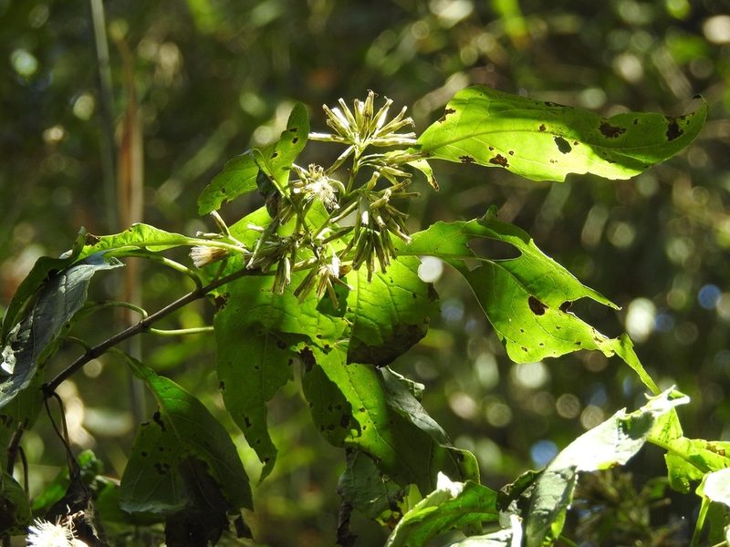 Critonia iltisii, photographed by Neptalí Ramírez Marcial