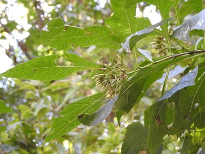 Critonia iltisii, photographed by Neptalí Ramírez Marcial