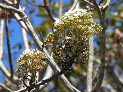 Pachythamnus crassirameus, photographed by Neptalí Ramírez Marcial
