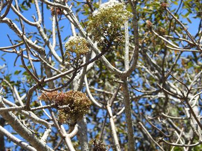 Pachythamnus crassirameus, photographed by Neptalí Ramírez Marcial