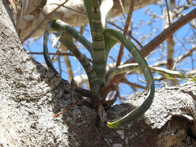 Billbergia pallidiflora, photographed by Neptalí Ramírez Marcial