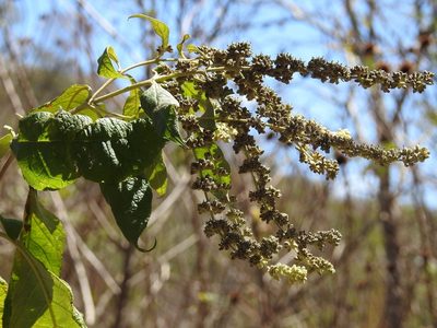 Buddleja americana, photographed by Neptalí Ramírez Marcial