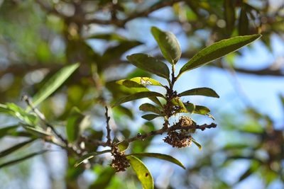 Maytenus chiapensis, photographed by Neptalí Ramírez Marcial