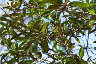Maytenus chiapensis, photographed by Neptalí Ramírez Marcial
