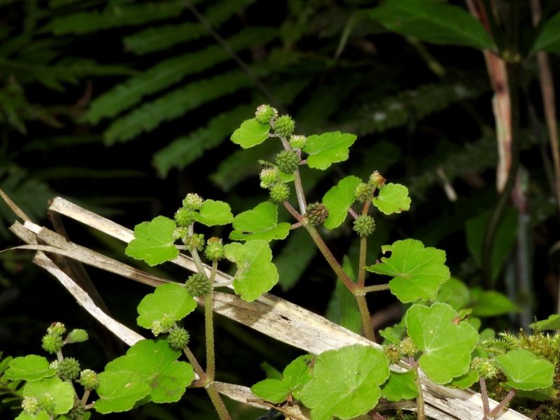 Hydrocotyle setulosa, photographed by Jacy Chen