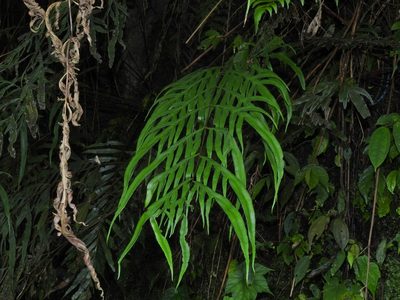 Pteris formosana, photographed by Jacy Chen