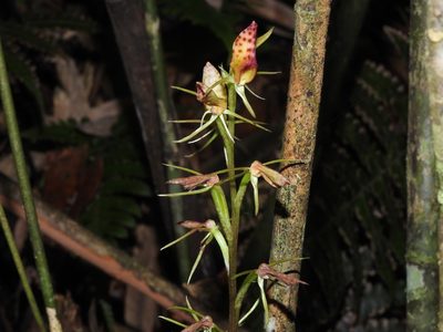 Cryptostylis taiwaniana, photographed by Jacy Chen